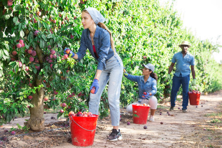Young female gardener during harvesting of plums