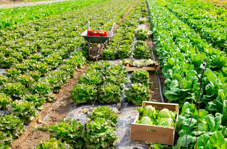 Fresh green lettuce on plantation during harvest
