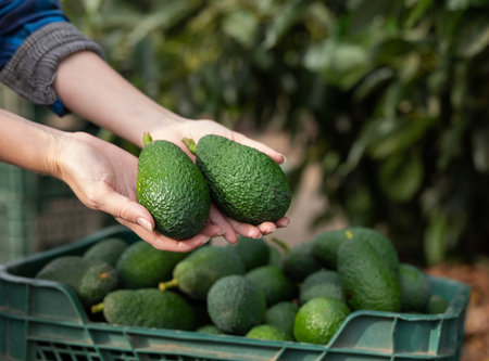 Farmer hands holding fresh picked organic avocados during harvesting in orchard or on farm on fall...