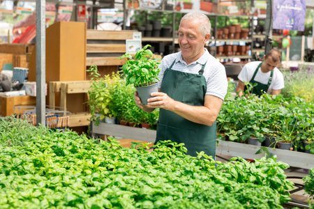 Mature male employee of garden shopping center inspects product, pot with basil.の写真素材