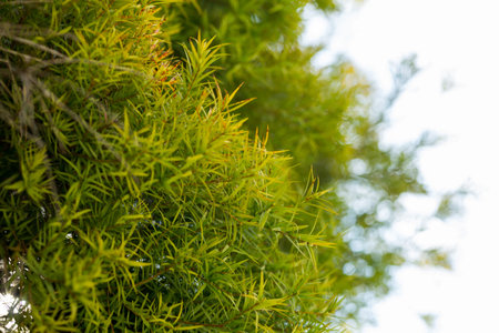 Close-up of Melaleuca linariifolia plant