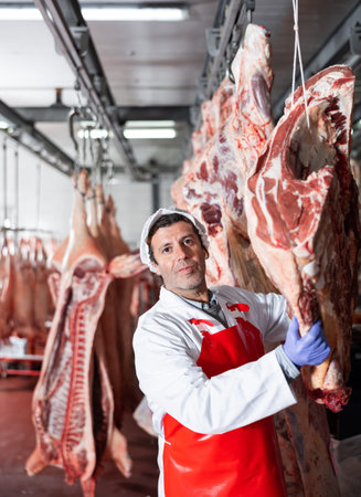 Butcher shop worker hanging slabs of raw beef in cold storage
