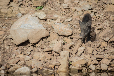 a boar walking on the waterfront