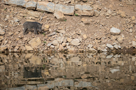 a boar walking on the waterfrontの写真素材