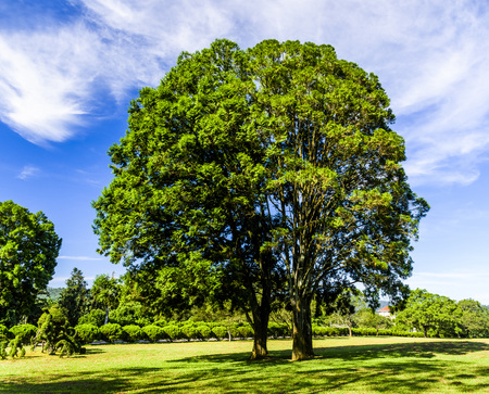 Green trees in beautiful park with blue skyの写真素材