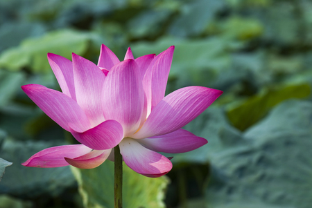 lotus flowerの写真素材
