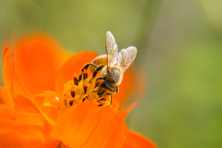 Spring's daisy flower and bee