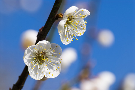 plum blossomの写真素材