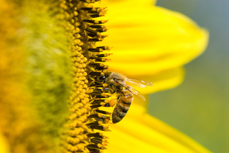 the honeybee rested on a flower