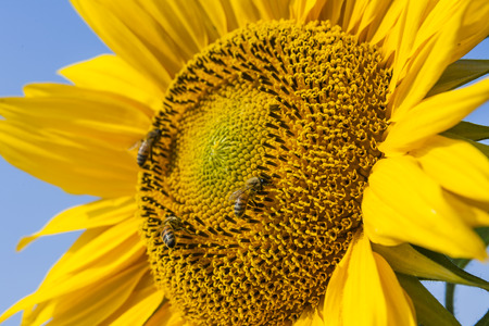 the honeybee rested on a sun flowerの写真素材