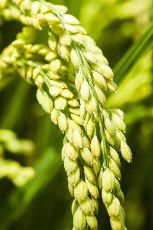 Rice crop soon to be harvestの写真素材