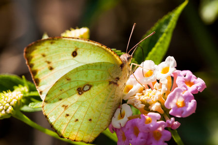 close-up of a Butterfly resting on a flower.