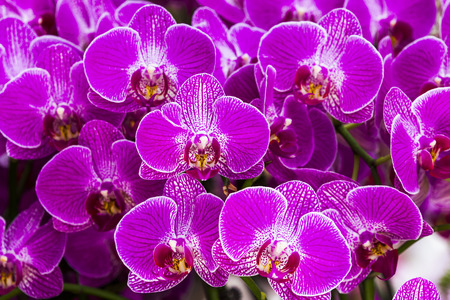 Orchid flowers wish black backgroundの写真素材