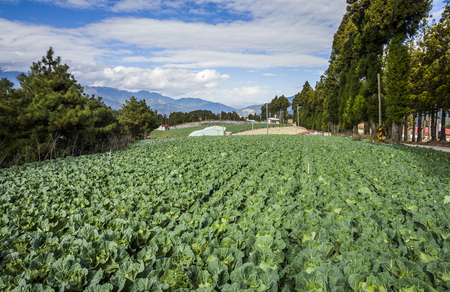 cabbage in the gardenの写真素材
