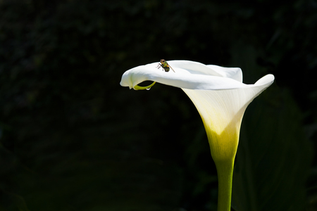 calla lilyの写真素材