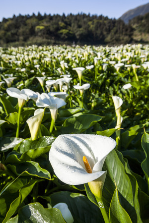 Calla lily, many beautiful white flowers blooming in the garden in spring, arum lily, gold callaの写真素材