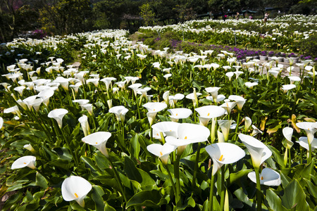 Calla lily, many beautiful white flowers blooming in the garden in spring, arum lily, gold callaの写真素材