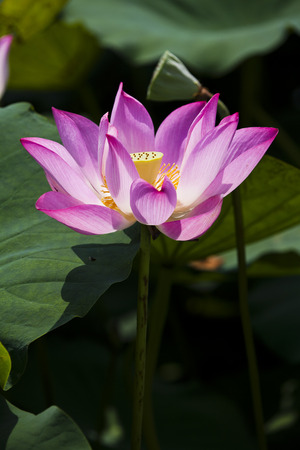 lotus flowerの写真素材