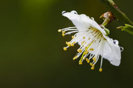 plum blossomの写真素材