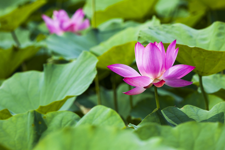 lotus flowerの写真素材