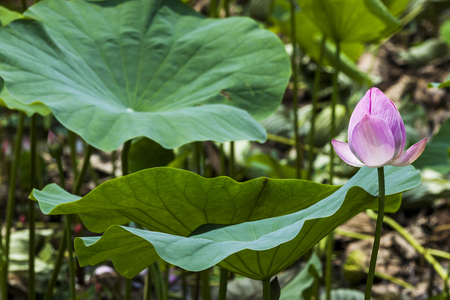 lotus flowerの写真素材