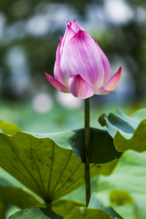 lotus flowerの写真素材