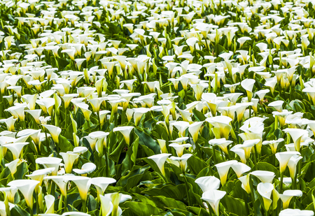 Calla lily, many beautiful white flowers blooming in the garden in spring, arum lily, gold callaの写真素材