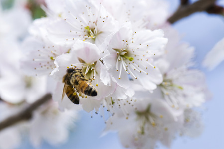 the honeybee rested on Cherry Blossomの写真素材