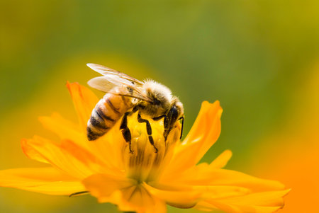 Spring single daisy flower and bee