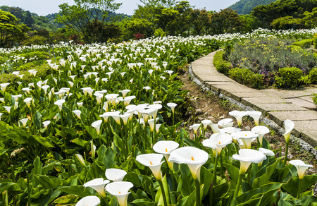 Calla lily, many beautiful white flowers blooming in the garden in spring, arum lily, gold callaの写真素材