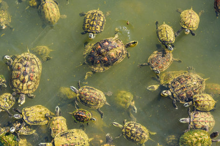 Crowd of turtles in the pond