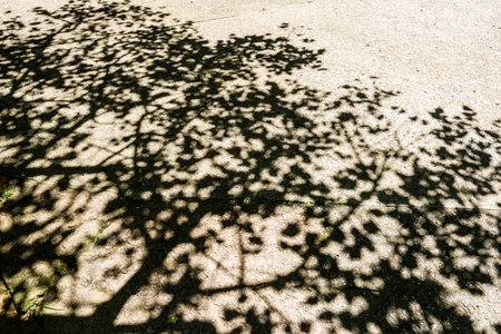 shadow of the leaves on floor
