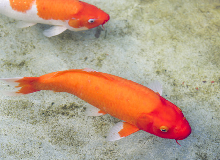 fancy carp fish swimming in a pondの写真素材