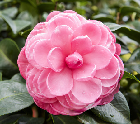 Pink with white Camellia flowers, beautiful pink with white flowers blooming in the garden in winter, closeupの写真素材