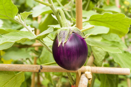 Purple eggplants growing on the bushの写真素材