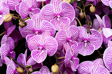 Close-up of orchids, orchid, Phalaenopsis amabilis,の写真素材