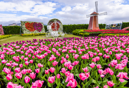 Tulip. Beautiful bouquet of tulips. Colorful tulips. Tulips in spring, colourful tulipの写真素材