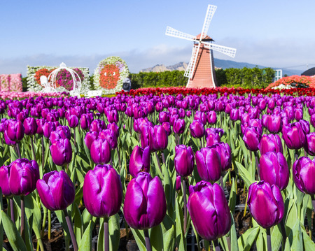 Tulip. Beautiful bouquet of tulips. Colorful tulips. Tulips in spring, colourful tulipの写真素材