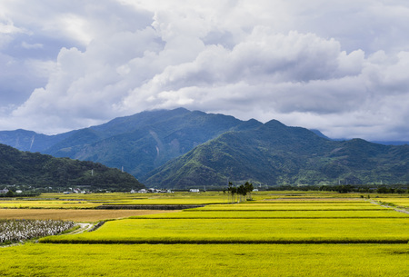 Rice field with Blue sky and cloud, Taiwan eastern.の写真素材