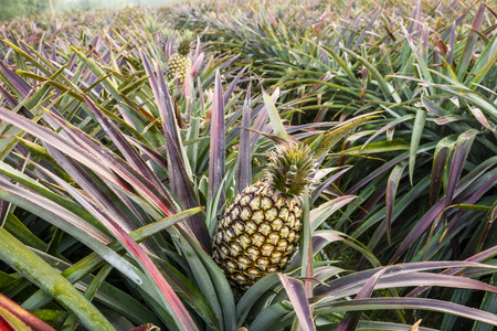PineApple farmの写真素材