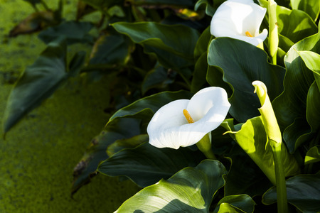 beautiful white Calla lily flowers blooming in the garden, Calla lily field.の写真素材