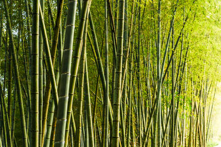 Lush bamboo forest in Chiayi, Taiwan. natural background.の写真素材