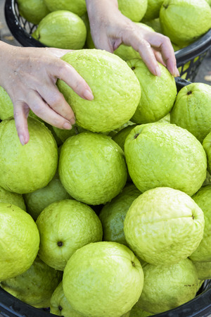 Guava selling at marketの写真素材