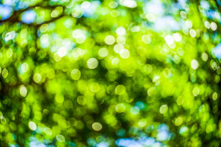 Nature green tree abstract defocus as backgroundの写真素材