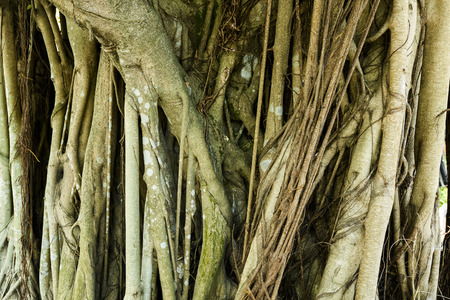 Trunk rootsの写真素材