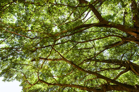 banyan tree in the parkの写真素材