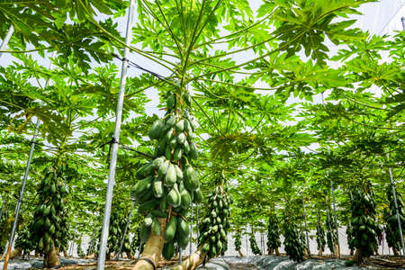 Group of green papayas on the tree in the orchard.の写真素材