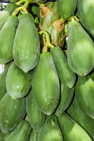 Group of green papaya on the treeの写真素材