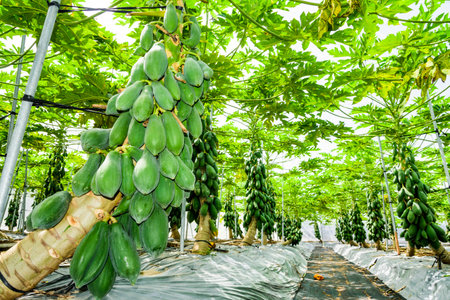 ripe papayas soon to be harvest in the orchard, Taiwan.の写真素材