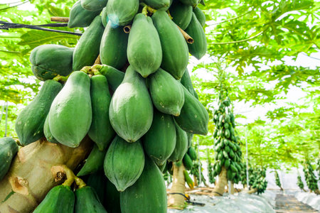 ripe papayas soon to be harvest in the orchard, Taiwan.の写真素材